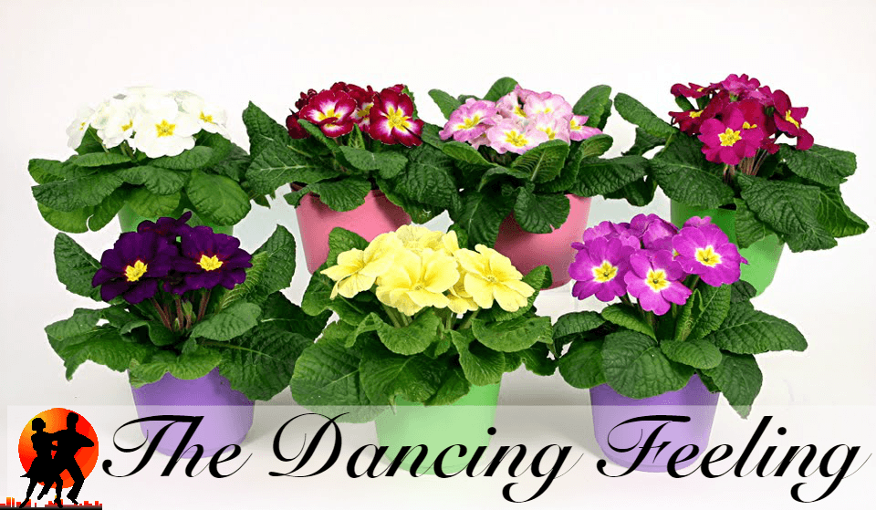 Dance Flower Logo - Plastic Flower Pots Header & Text. The Dancing Feeling