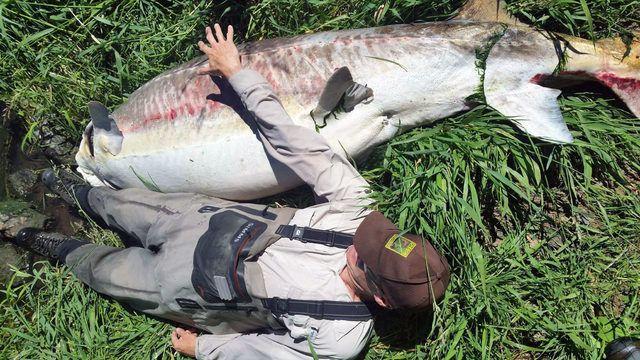 Oregon Department of Fish and Wildlife Logo - 9 Foot 500 Pound Sturgeon Found At Oregon Dam Likely 60 70 Years