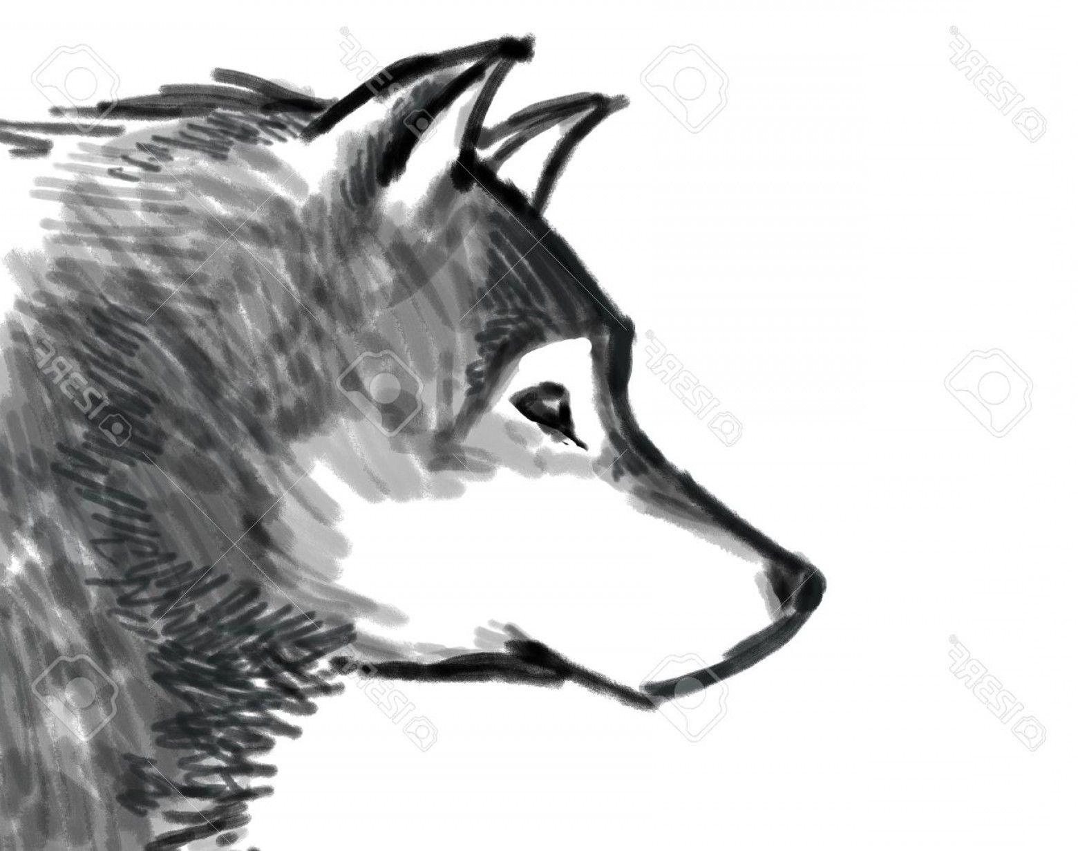 Black and White Drawing of a Wolf Logo - Photosnow Wolf Black And White Drawing | SOIDERGI