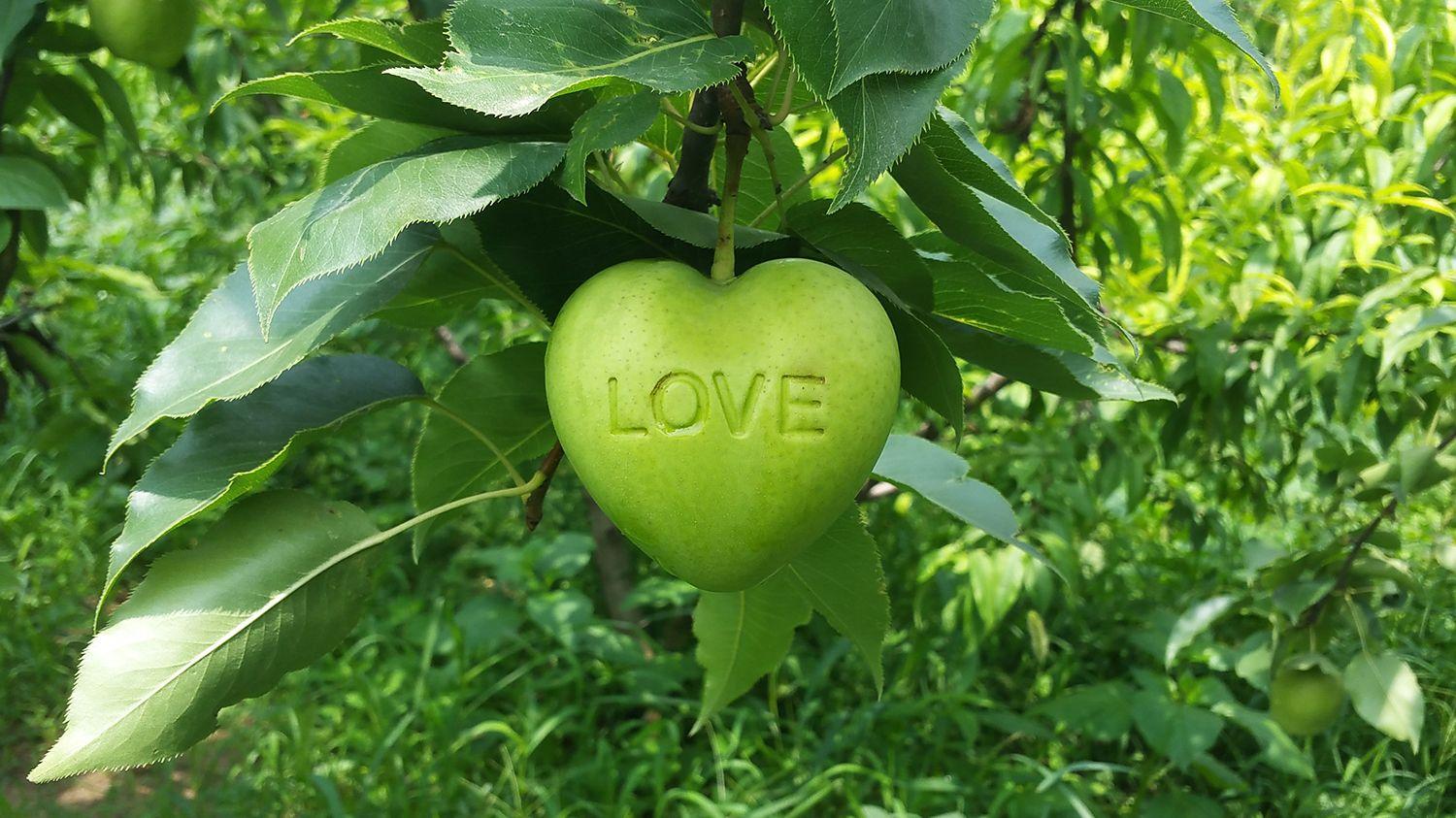 Fruit Heart Shaped Logo - Buddha Pears, Heart Shaped Watermelons And Other Odd Fruit Molds