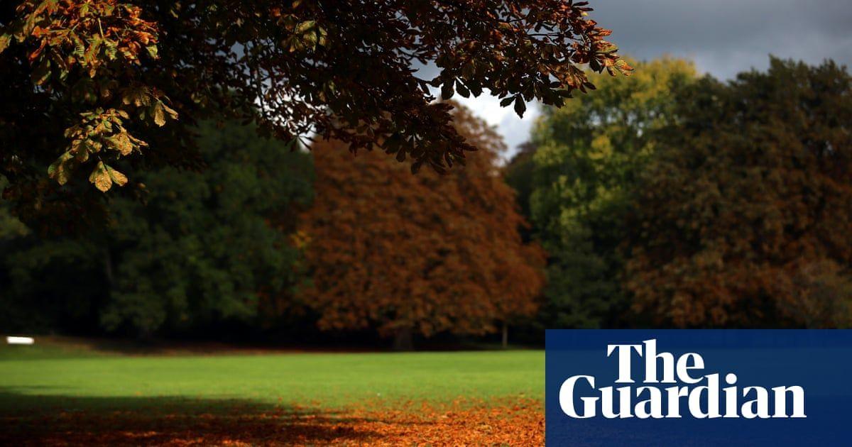 Green Tree with Red S Logo - Why leaves turn red – and why this autumn's colours should be ...