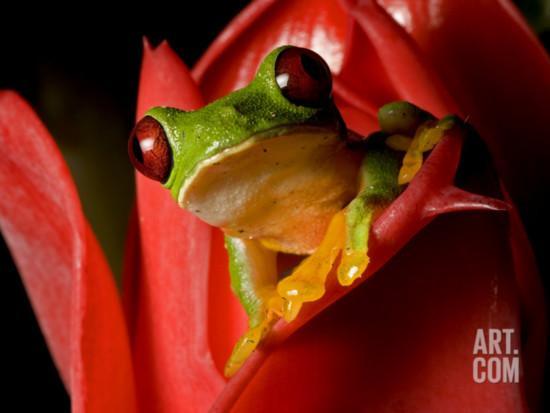 Green Tree with Red S Logo - Spurrelli's Red Eyed Green Tree Frog Perched On Red Ginger Flower