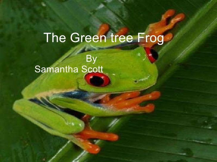 Green Tree with Red S Logo - Samantha s the green tree frog