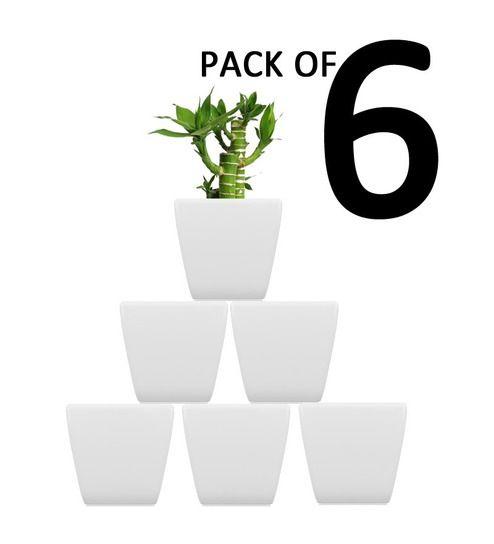 White Planters Logo - Buy Pack of 6 Stella (White Planters) by Yuccabe Italia Online - Big ...