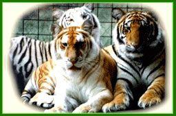 Orange and Black Tiger Logo - Tiger Haven