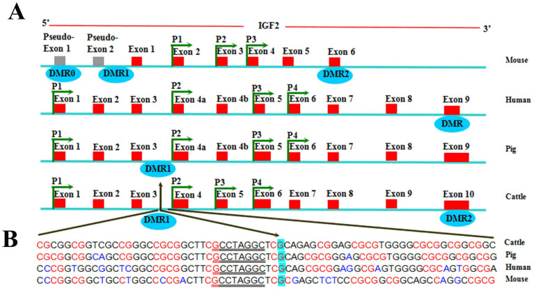 Two Red Rectangles Logo - A) Numbered red rectangles represent exons, promoter regions are