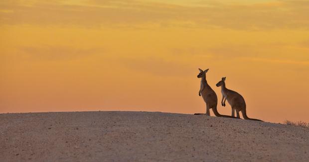 Inside Red Triangle Kangaroo Logo - Kangaroo spotting in Canberra - Australian Geographic