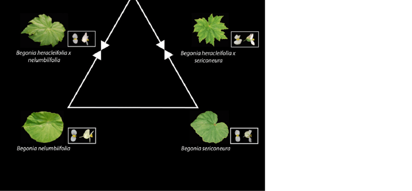 Hyrbid Leaf Logo - Begonia hybrid triangle. Parental leaf shape and staminate and ...