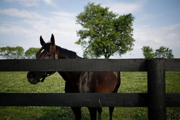 Cool Horse Farm Logo - Turn-Ons: Peppermints, Cool Breezes. Turnoffs: Mares Who Move Too ...