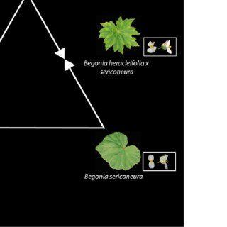 Hyrbid Leaf Logo - Begonia hybrid triangle. Parental leaf shape and staminate and ...