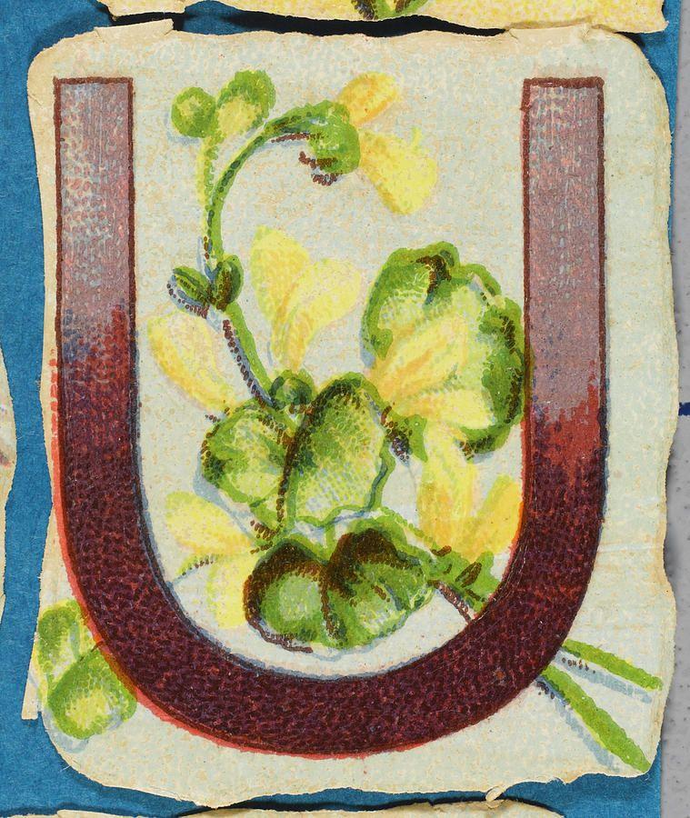 Flowery U Logo - Flowery U Date 1890s Drawing by Mary Evans Picture Library