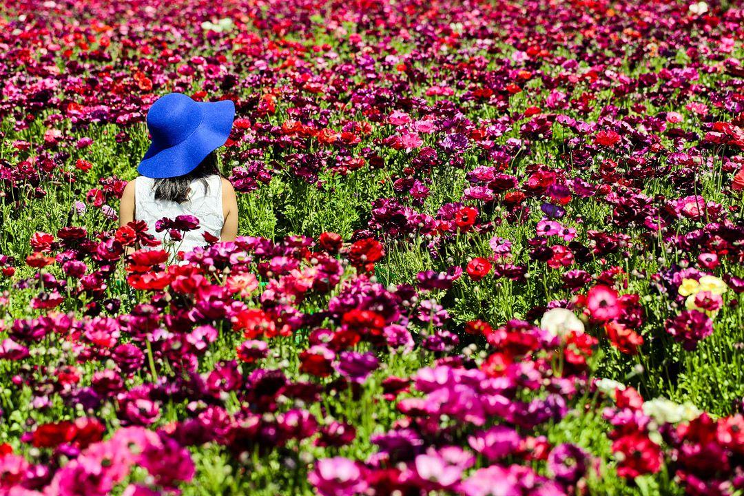 Flowery U Logo - Beautiful California Flower Fields You Must Visit This Spring