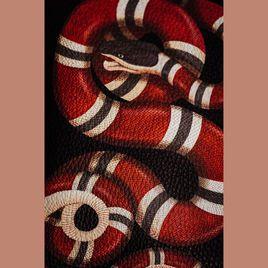 Coral Snake Gucci Logo - Gucci Snakes - Single by Chef Johnny on Apple Music