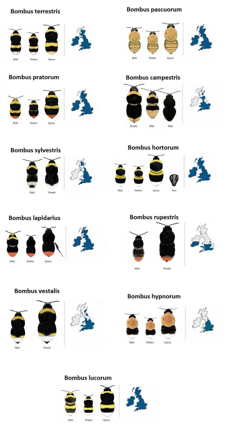 Bombus Logo - UK bee populations thrive at Botanic Garden — University of Leicester