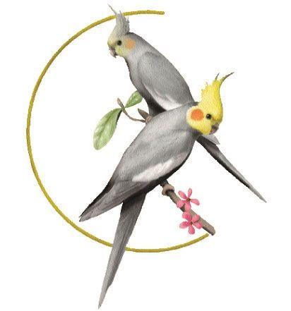 Cockatiel Logo - National Cockatiel Society logo. The NCS encourages the health and ...