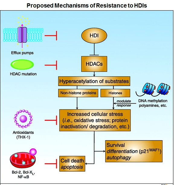 Istodax Logo - ACTIVATED MAPK PATHWAY LIMITS EFFICACY OF ROMIDEPSIN | Sanguine Bio ...