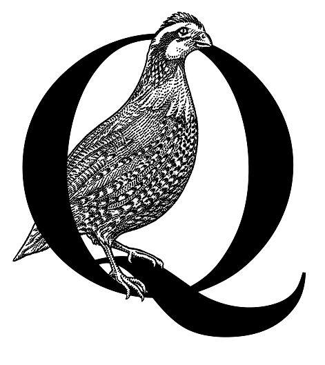 Quail Logo - Logo Finish