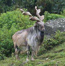 Markhor Logo - Markhor