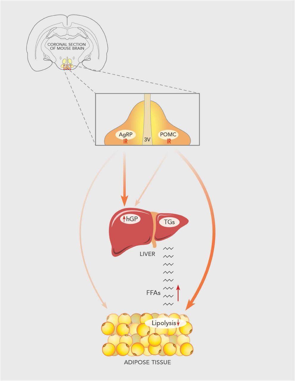 Pomc Logo - Insulin Receptor Signaling in POMC, but Not AgRP, Neurons Controls ...