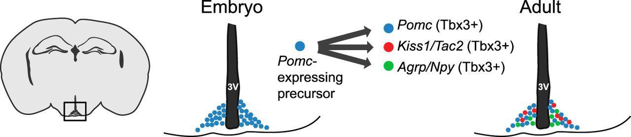 Pomc Logo - Fertility-Regulating Kiss1 Neurons Arise from Hypothalamic Pomc ...