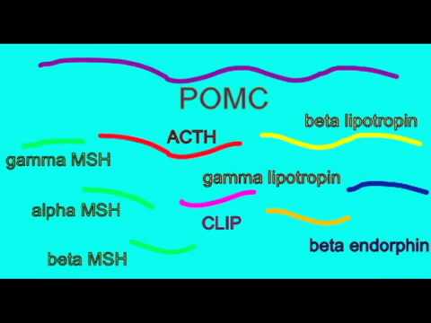 Pomc Logo - WEIGHT GAIN: POMC - YouTube