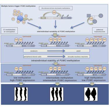 Pomc Logo - Interindividual Variation in DNA Methylation at a Putative POMC ...