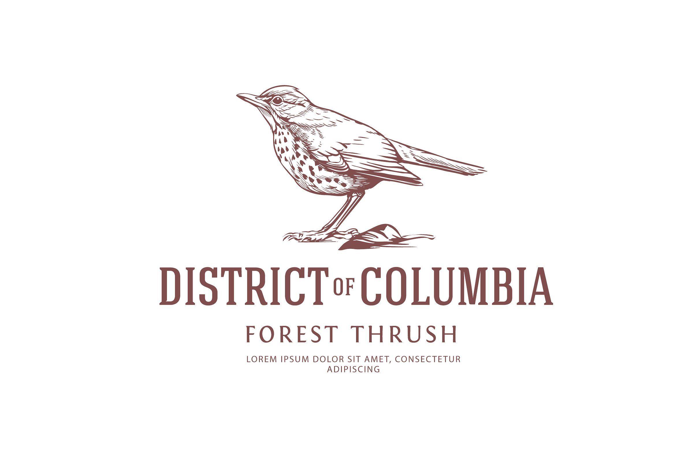 Thrush Logo - Vintage Bird Logo: Thrush ~ Logo Templates ~ Creative Market