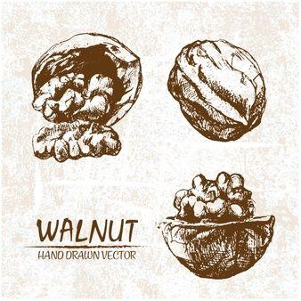 Walnut Logo - Walnut Vectors, Photo and PSD files