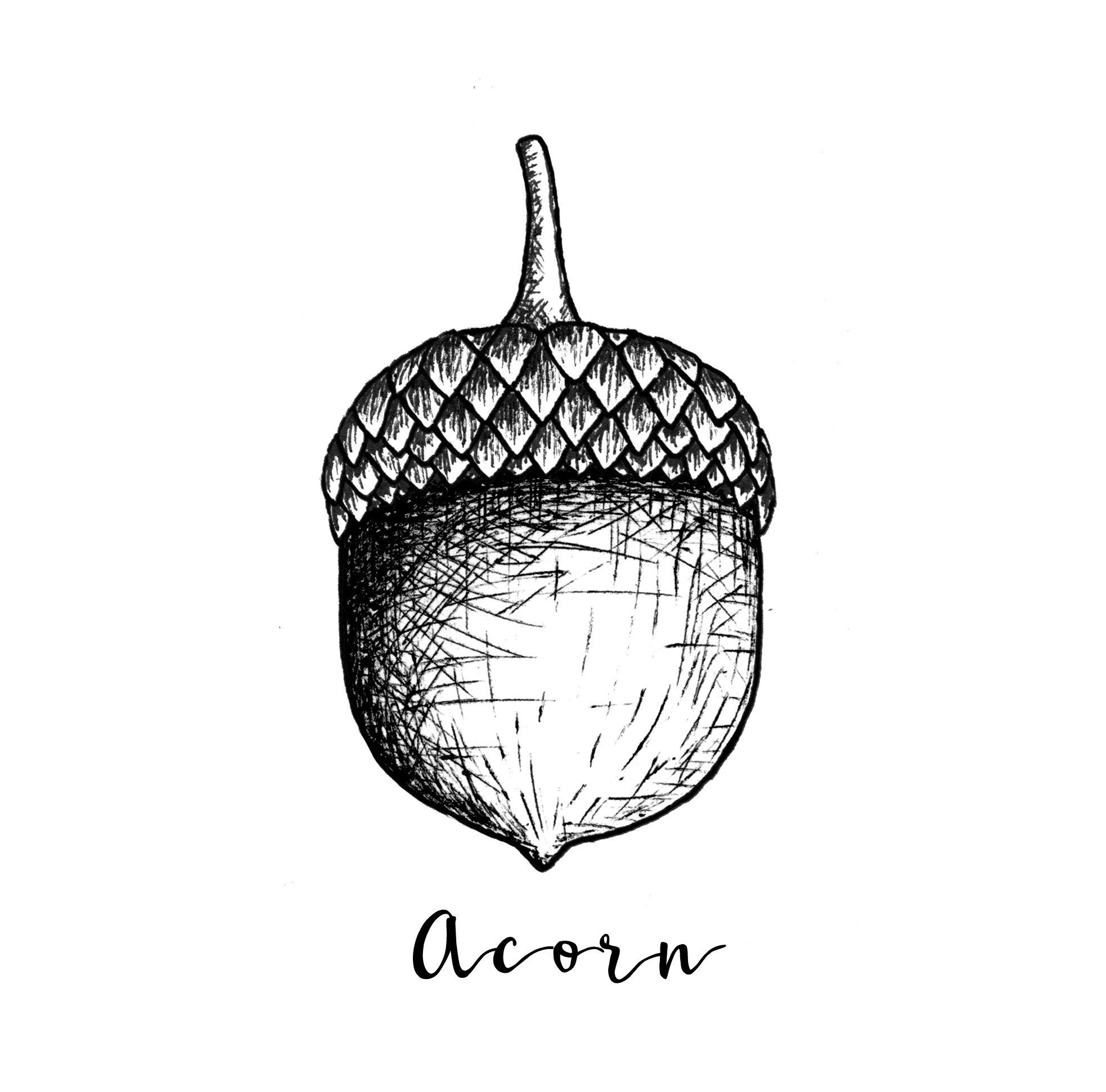 Acorn Logo - Acorn Logo - Pittsburgh Film Office