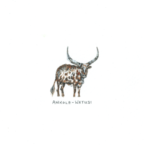 Watusi Logo - Ankole-Watusi