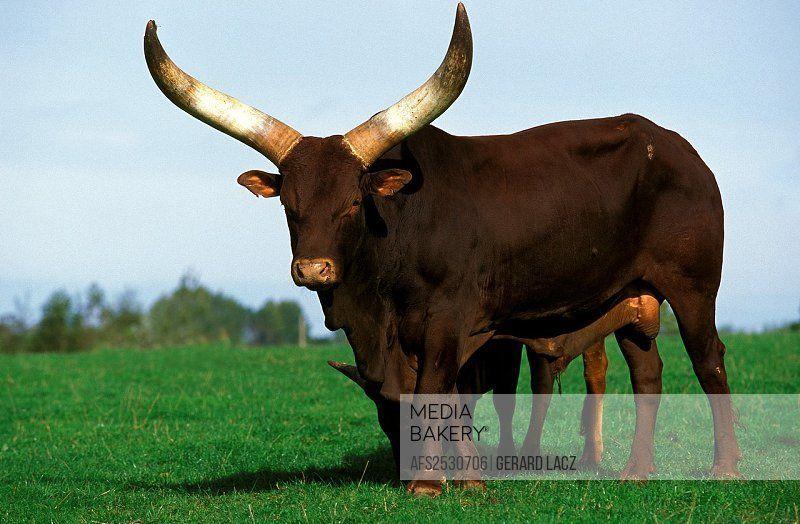 Watusi Logo - Mediabakery - Photo by Age Fotostock - ANKOLE WATUSI CATTLE bos ...