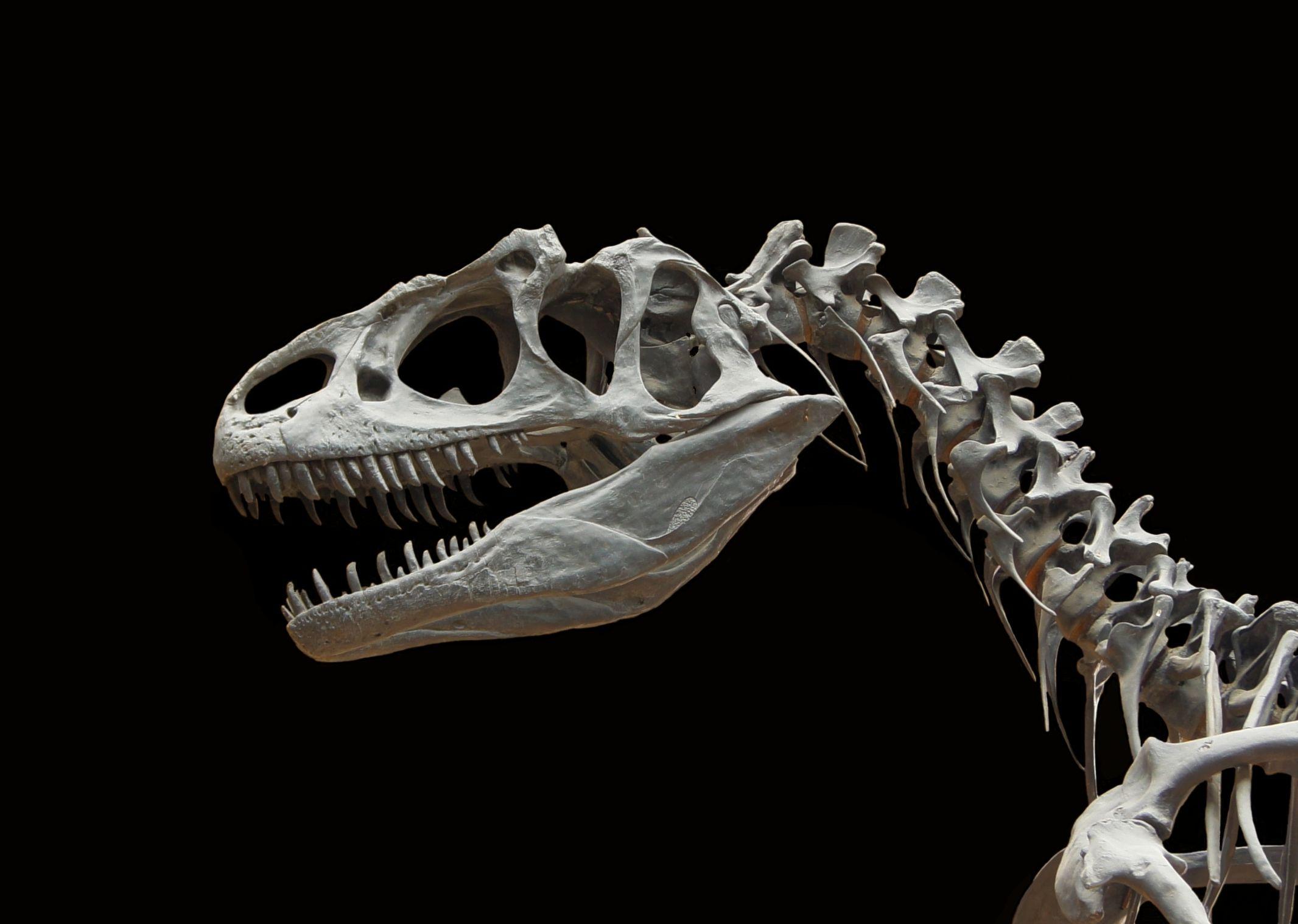 Allosaurus Logo - File:Allosaurus fragilis moulage MNHN paleontologie 1.JPG ...