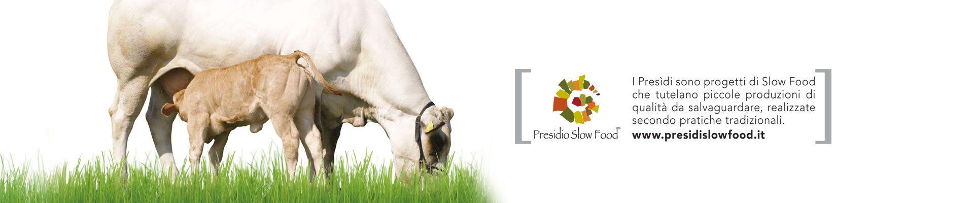 Piedmontese Logo - Piedmontese Breed, Piedmontese Breed Fassona