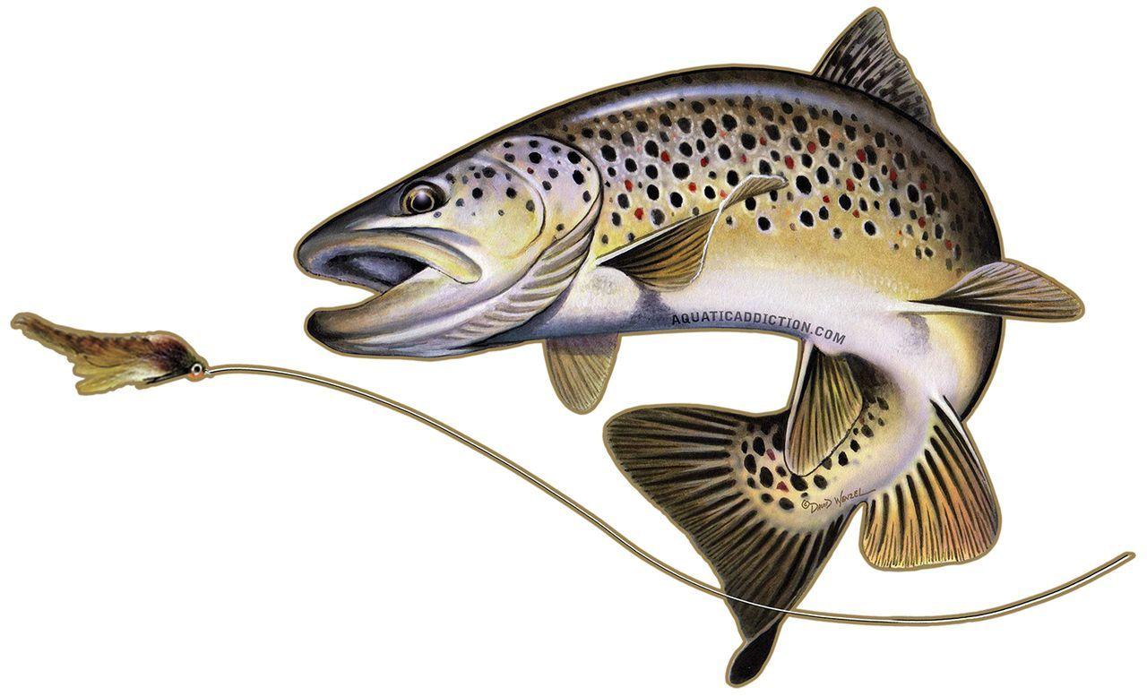 Trout Logo - Brown Trout - decal | Fish | Fish, Trout, Brown trout