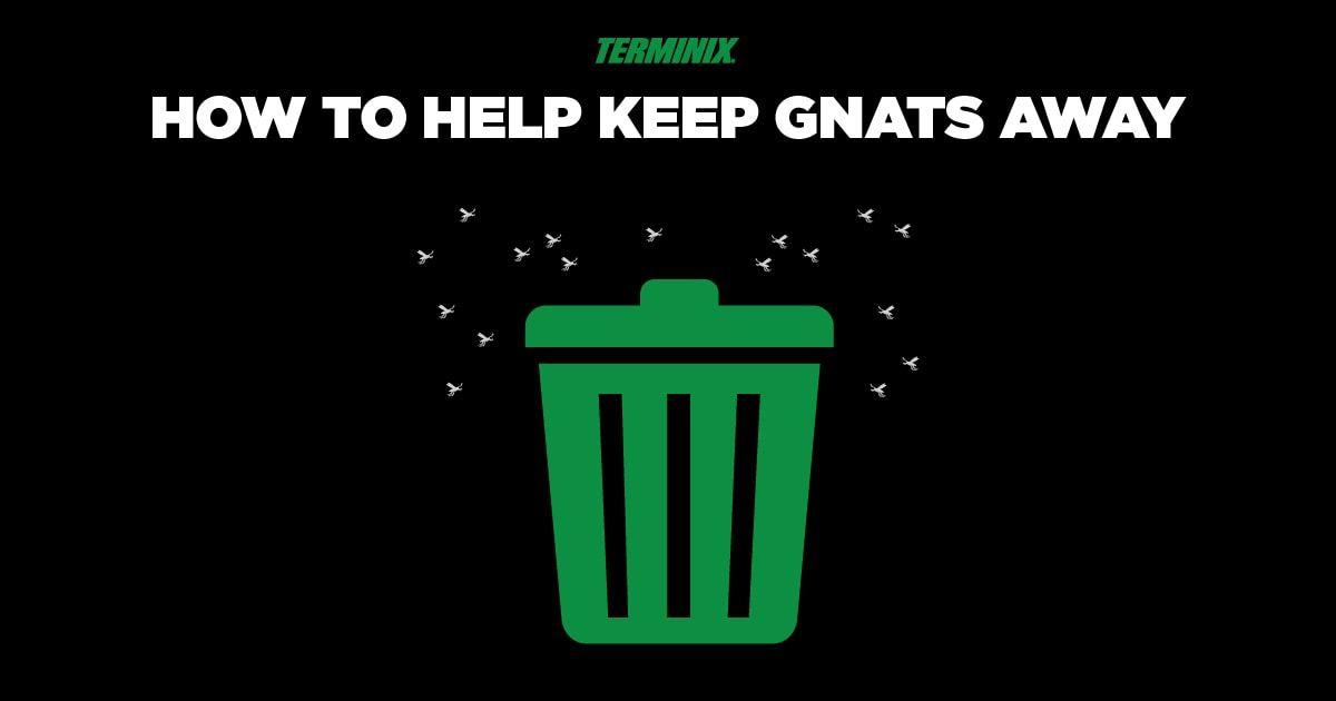 Terminix Logo - How to Help Keep Gnats Away | Terminix