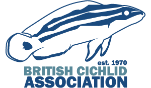 Cichlid Logo - The British Cichlid Assocation | For every aquarium there is a Cichlid…