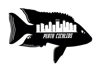 Cichlid Logo - Perth Cichlids-Based in Swan View | Fish | Gumtree Australia Swan ...