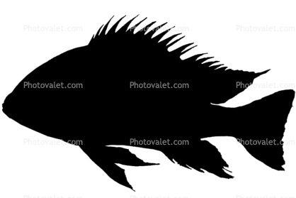 Cichlid Logo - Cichlid [Cichlidae] silhouette, logo, shape Images, Photography ...