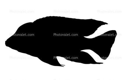 Cichlid Logo - Flavescent Peacock silhouette, Cichlid, Flavescent Peacock Cichlid ...