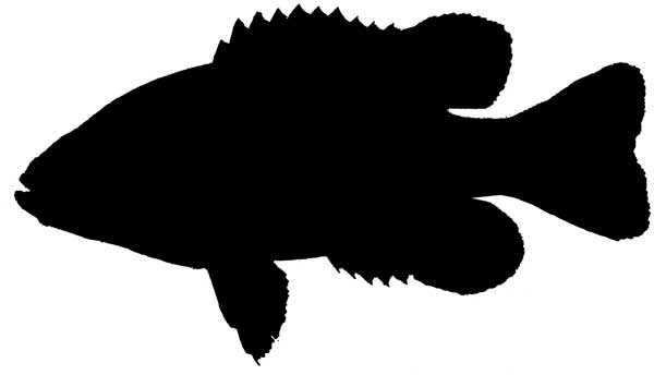 Cichlid Logo - Forums