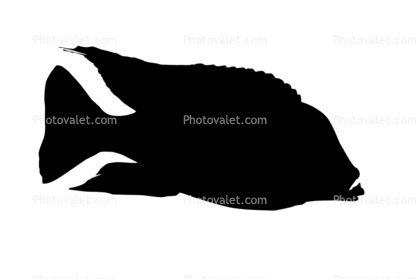 Cichlid Logo - Flavescent Peacock Cichlid Silhouette, (Aulonocara stuartgranti ...