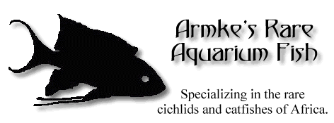 Cichlid Logo - armkes.com - Armke's Rare Aquarium Fish - Specializing in the rare ...