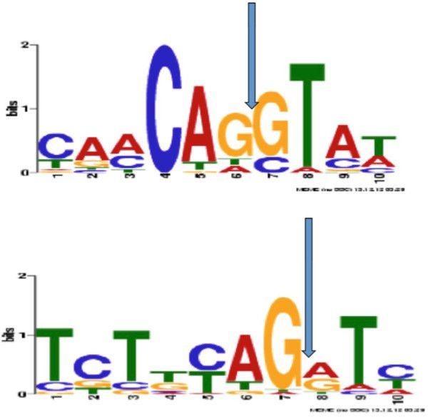 Cichlid Logo - Sequence logo representation of donor and acceptor splice sites ...