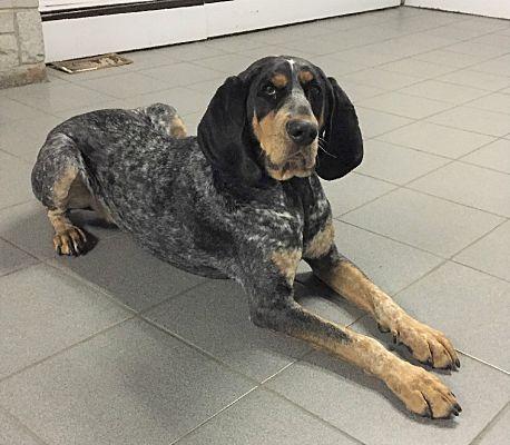 Coonhound Logo - Lexington, MA Coonhound. Meet Cash a Pet for Adoption