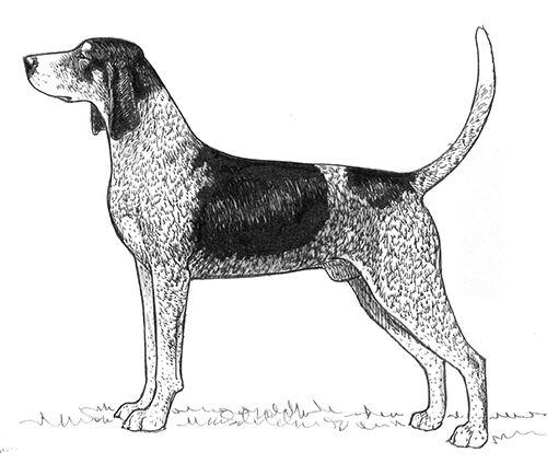 Coonhound Logo - Breed Standards : Bluetick Coonhound. United Kennel Club (UKC)