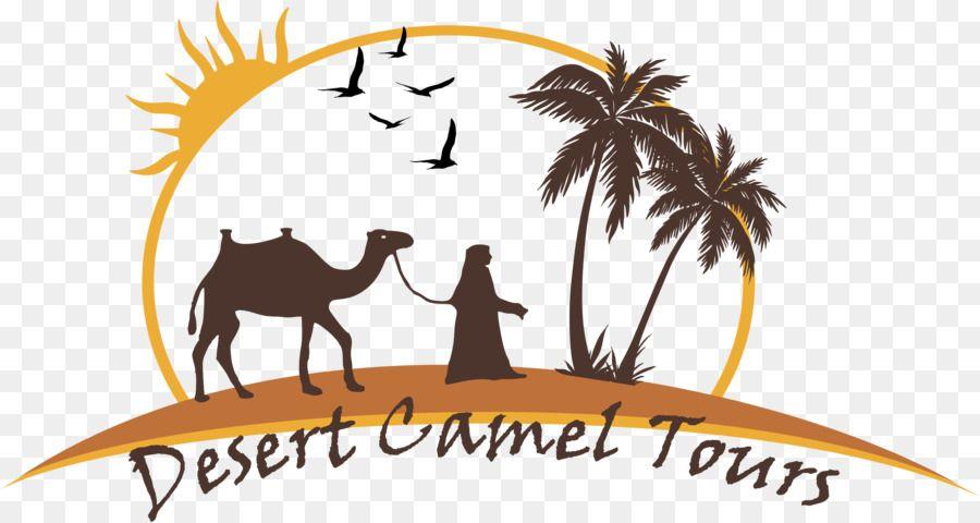 Camel Logo - Camel Line png download - 2620*1393 - Free Transparent Camel png ...