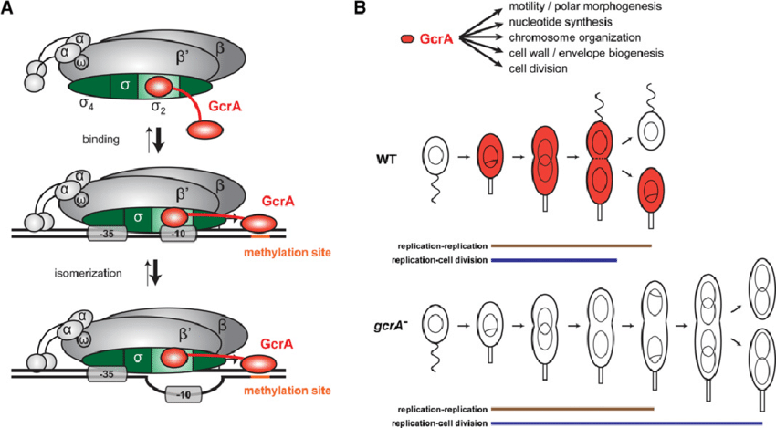 Gcra Logo - Model for the mechanism of transcription control by and cell cycle ...