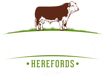 Hereford Logo - Pulham Herefords – Pedigree Hereford Herd in Norfolk