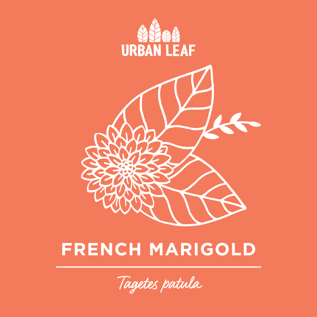 Marigold Logo - Marigold Seeds