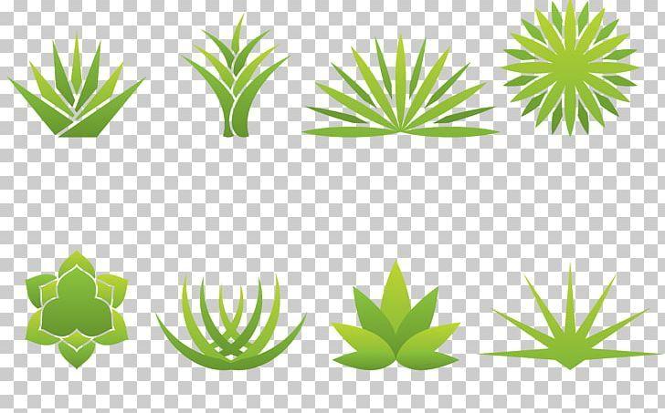 Agave Logo - Aloe Vera Agave Logo PNG, Clipart, Agave, Aloe, Aloe Vector, Aloe ...